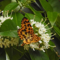 Epobeidia tigrata leopardaria