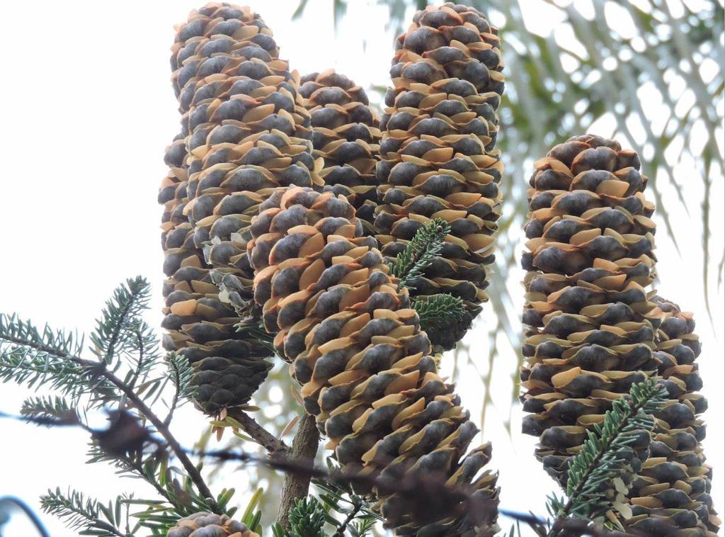 Fortune's keteleeria