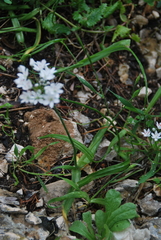 Allium subhirsutum