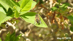 Eristalis cerealis