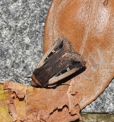 Proteuxoa tortisigna
