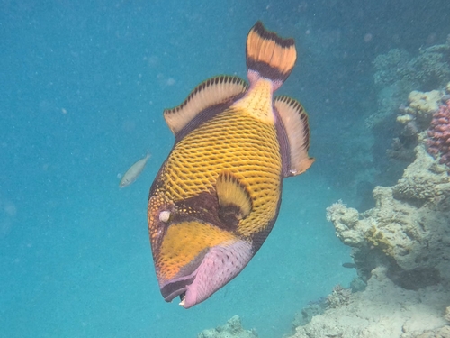 Titan Triggerfish — seen at this dive site