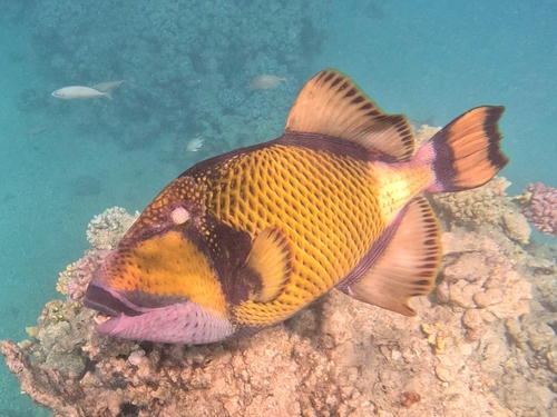 Black-lipped triggerfish (Balistoides viridescens) — Balistidae — 2