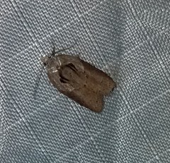 Acleris maculidorsana