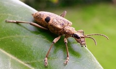 Rhagium mordax