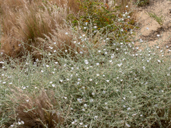 Convolvulus prostratus
