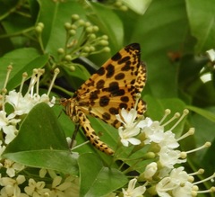 Epobeidia tigrata leopardaria