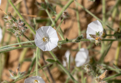 Convolvulus prostratus