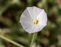 Convolvulus prostratus