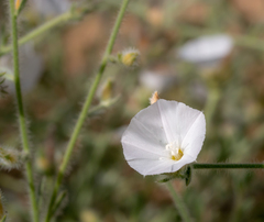 Convolvulus prostratus