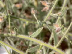 Convolvulus prostratus