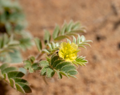 Tribulus pentandrus