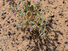 Fagonia ovalifolia