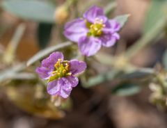 Fagonia ovalifolia
