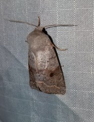 Orthosia revicta