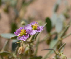 Fagonia ovalifolia