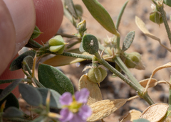 Fagonia ovalifolia