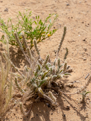 Plantago boissieri