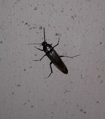 Enchodes sericea