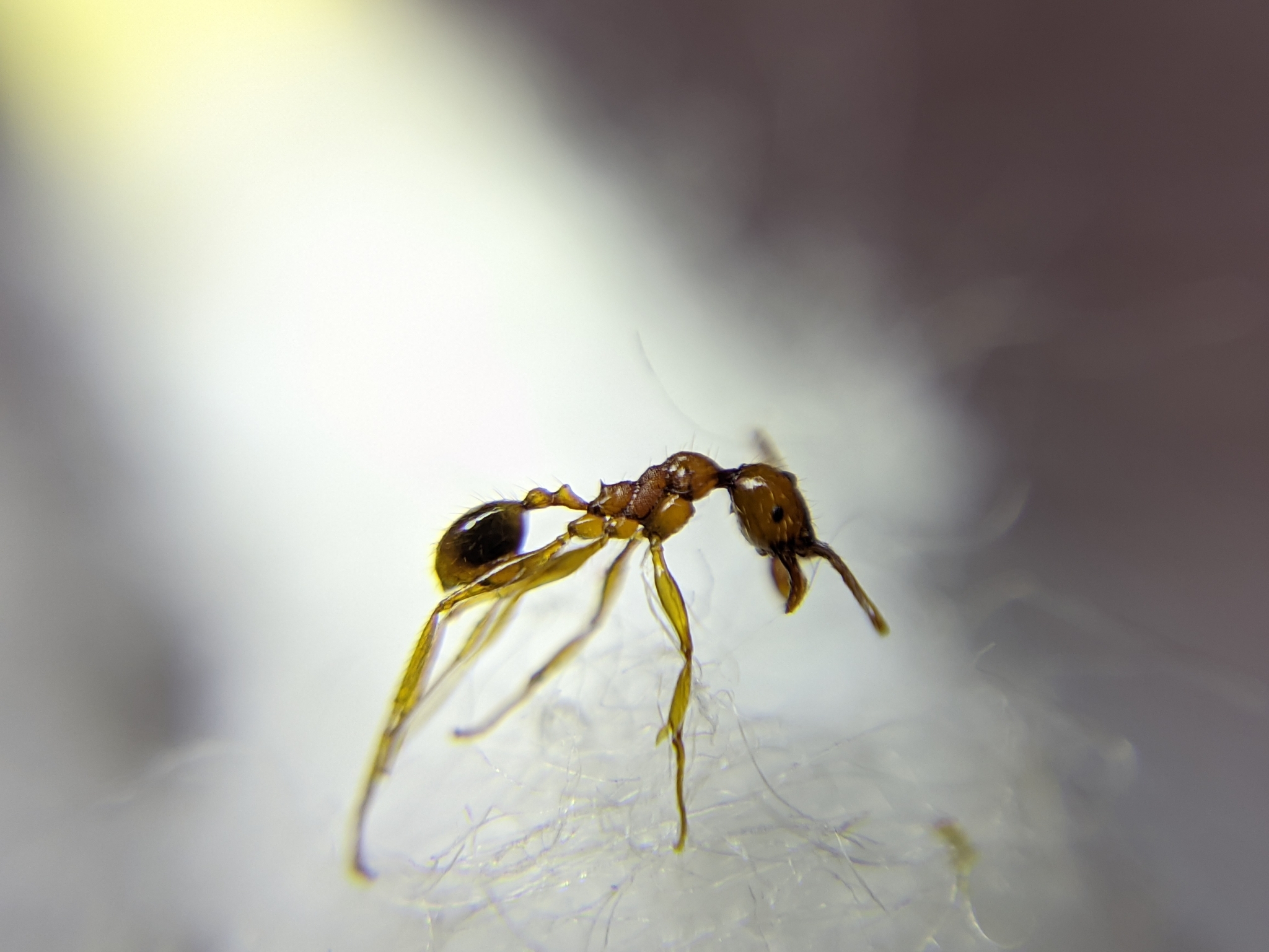 Pheidole roberti