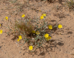 Launaea mucronata cassiniana