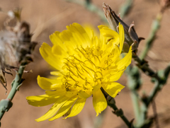 Launaea mucronata cassiniana