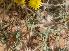 Launaea mucronata cassiniana