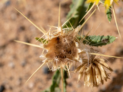 Centaurea pseudosinaica