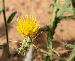 Centaurea pseudosinaica