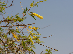 Prosopis cineraria