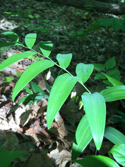 Polygonatum biflorum