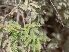 Prosopis cineraria