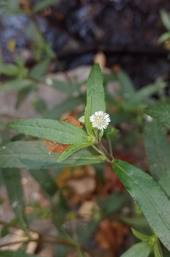 Eclipta prostrata (Eclipta prostrata)