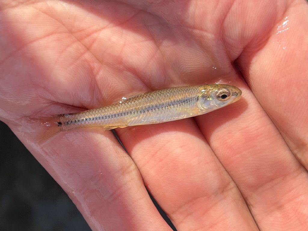 Bluntnose Minnow from Bay de Wassi, Sault Sainte Marie, MI, US on May ...