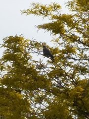 Columba palumbus
