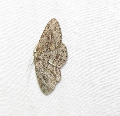 Zermizinga sinuata