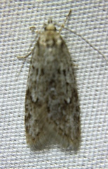 Semioscopis megamicrella