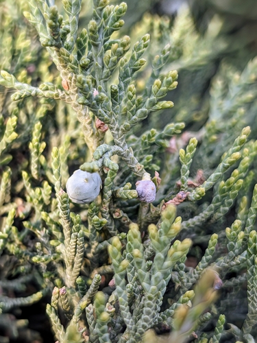 Image of Juniperus excelsa by no rights reserved