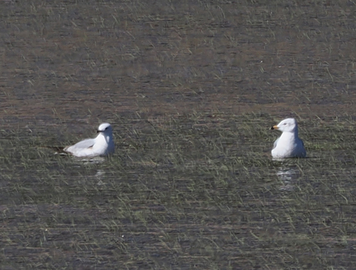 Ring-billed Gull photographed in Arizona