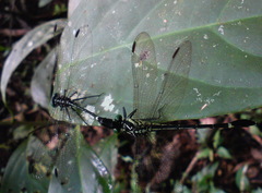 Euthygomphus yunnanensis