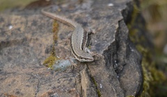 Podarcis muralis