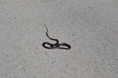 Masticophis fuliginosus