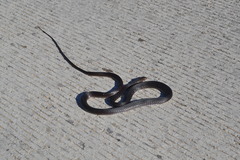 Masticophis fuliginosus
