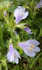 Mazus miquelii