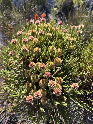 Brunia fragarioides (Brunia fragarioides)