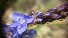 Veronica capsellicarpa
