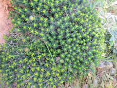 Euphorbia acanthothamnos