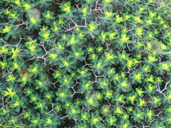 Euphorbia acanthothamnos