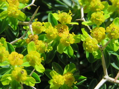 Euphorbia acanthothamnos
