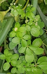 Galium bungei trachyspermum